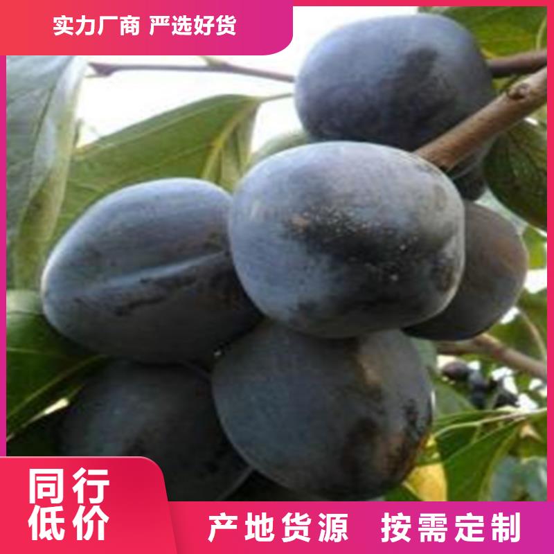 柿子李树苗真材实料加工定制主推产品