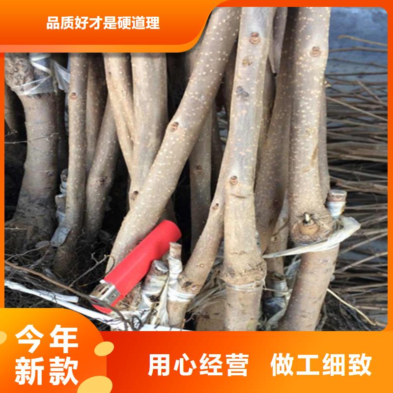 柿子-樱桃苗服务至上当地供应商
