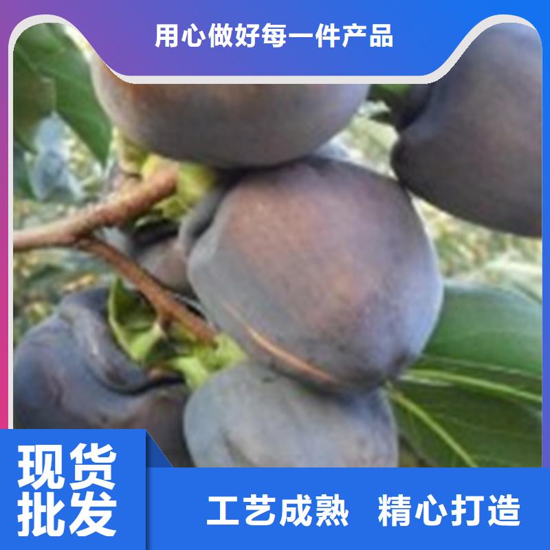 柿子草莓苗用心经营好货直销