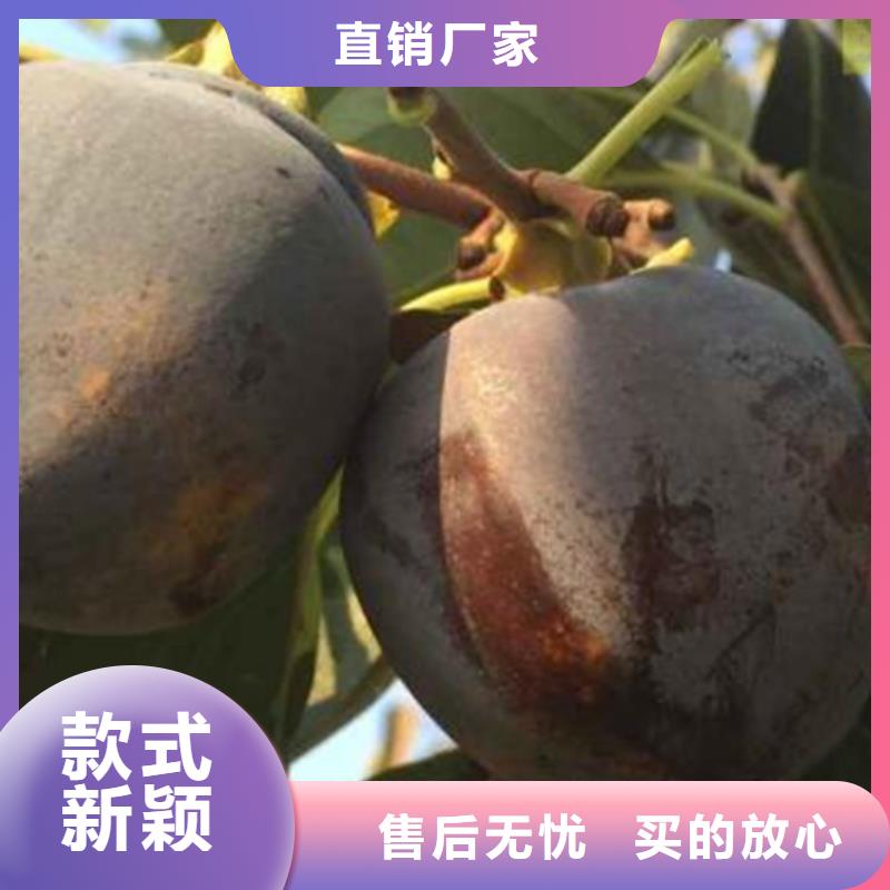 柿子苹果苗严选好货质优价廉