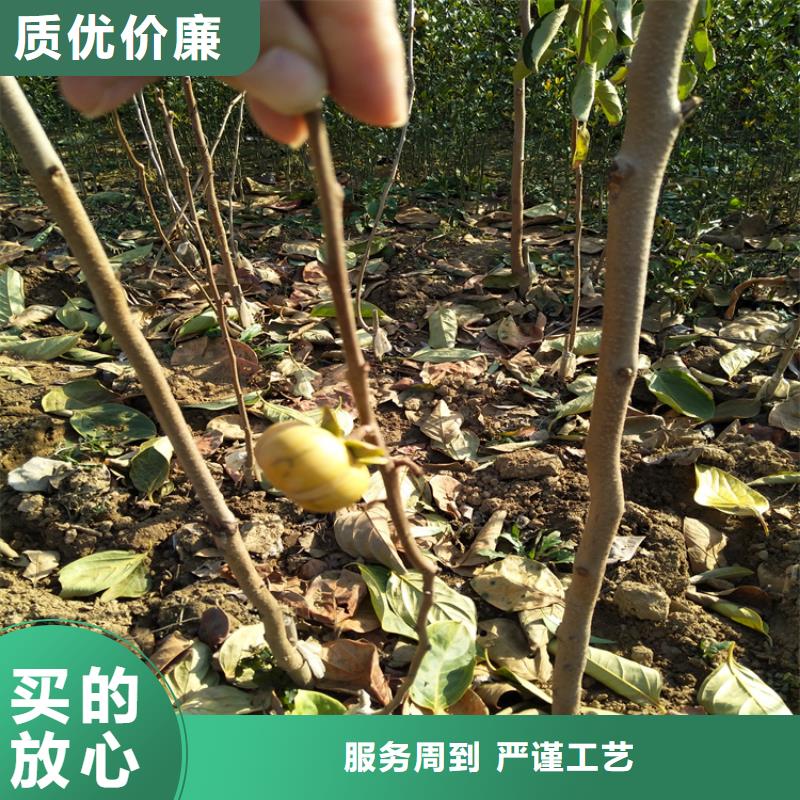 【柿子,奶油草莓厂家现货批发】货品齐全