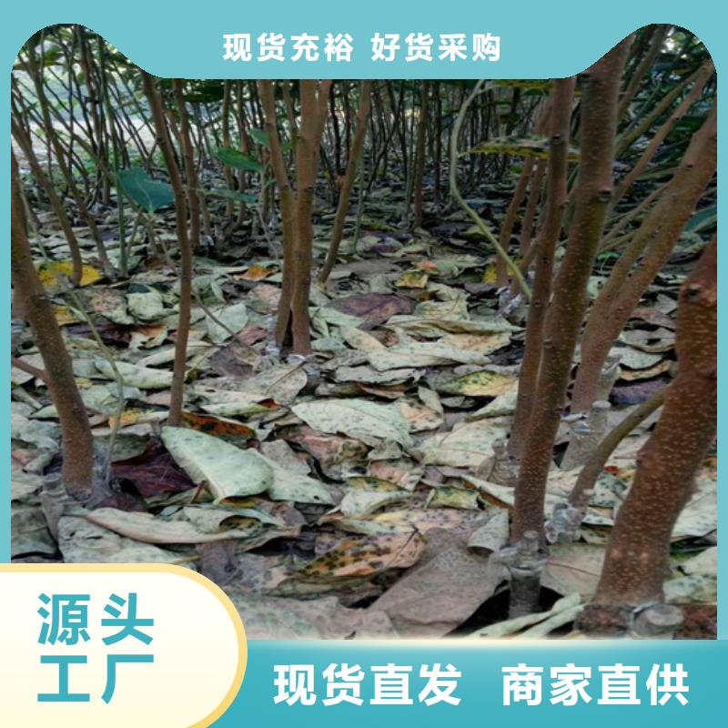 水果柿子树育苗基地精选好货