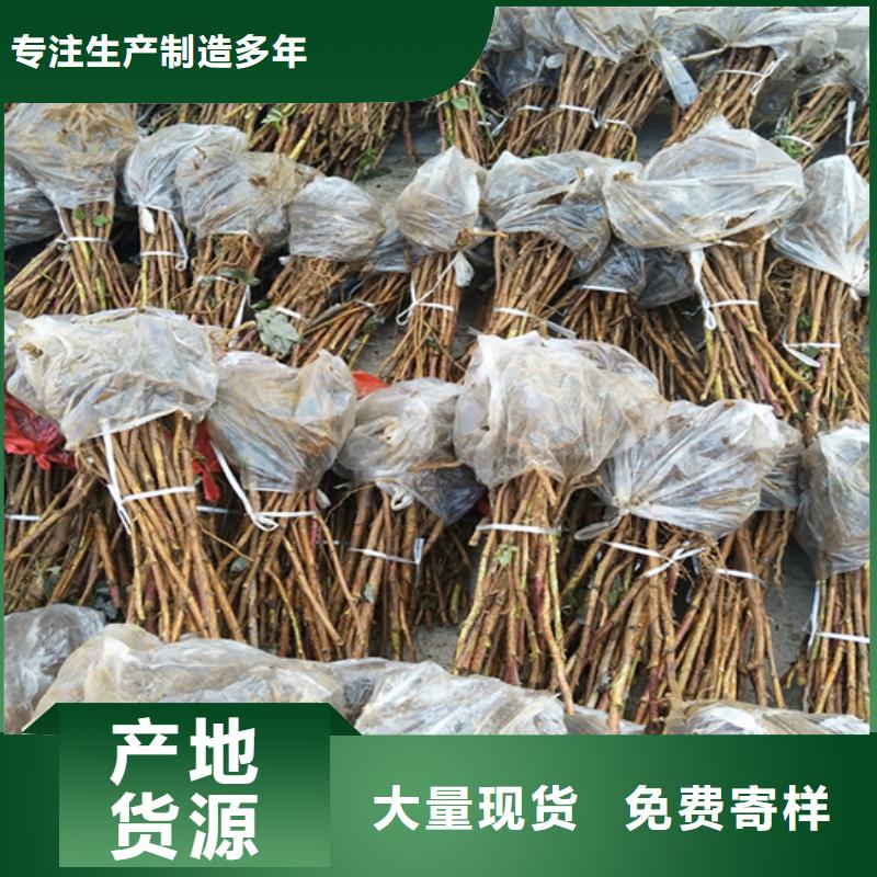 树莓板栗苗拥有核心技术优势精心打造