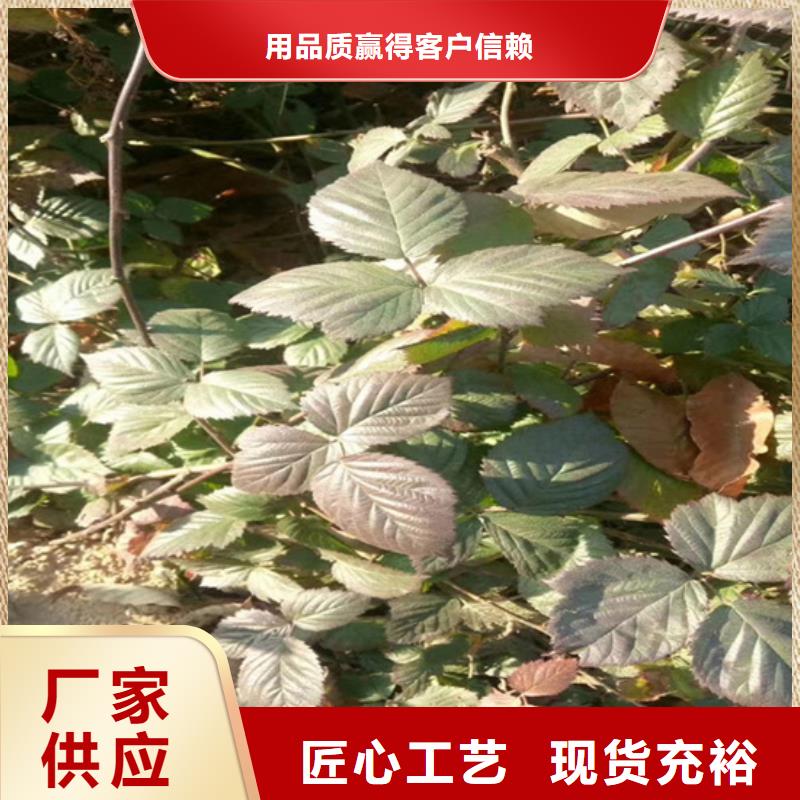 【树莓_蓝莓苗工程施工案例】同城厂家