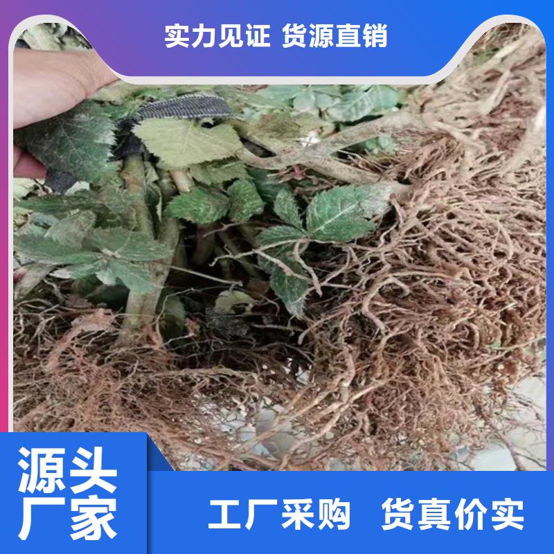 树莓,石榴树保质保量现货充足量大优惠