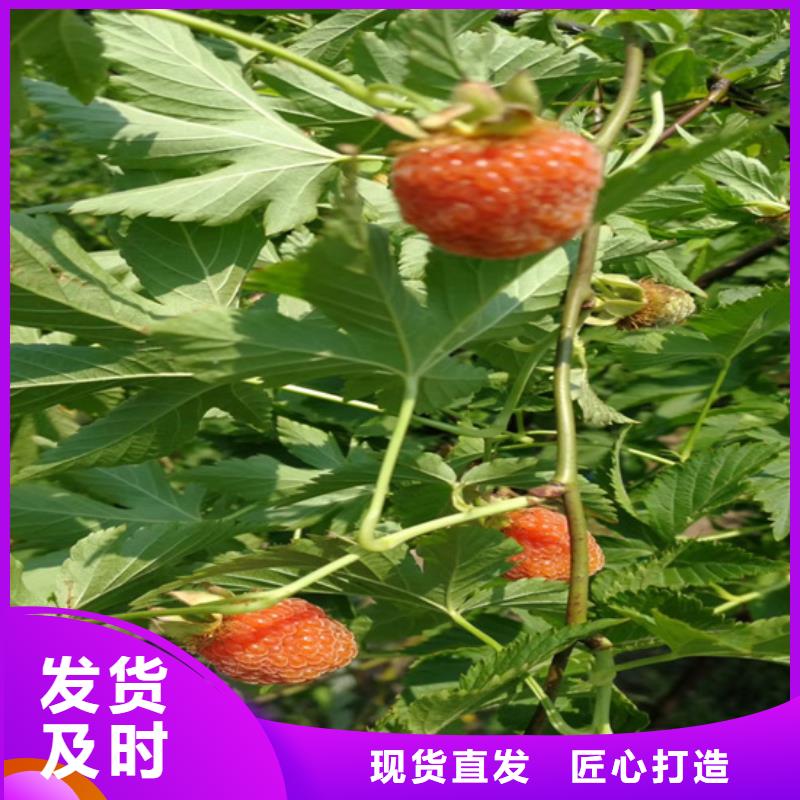 树莓【苹果苗】畅销当地本地货源