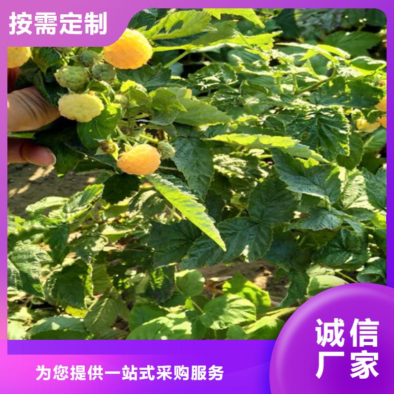 【树莓-苹果苗用心做品质】原料层层筛选