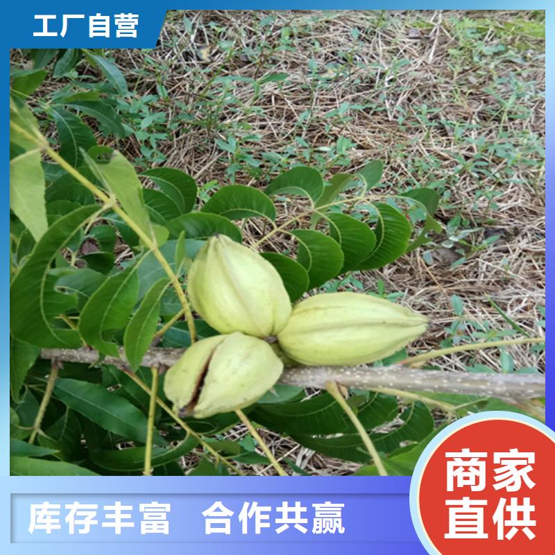 【碧根果嘎啦苹果物美价优】货真价实