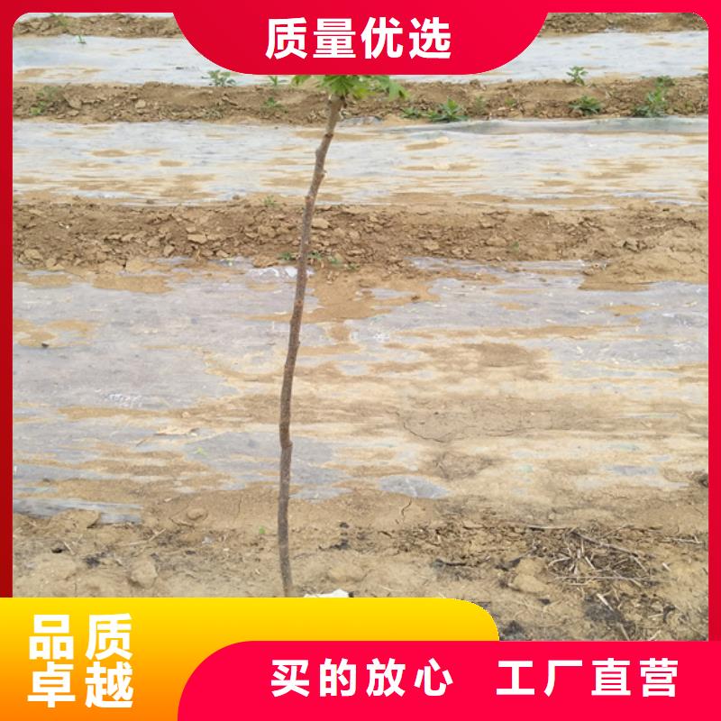 碧根果苗产量多少本地生产厂家