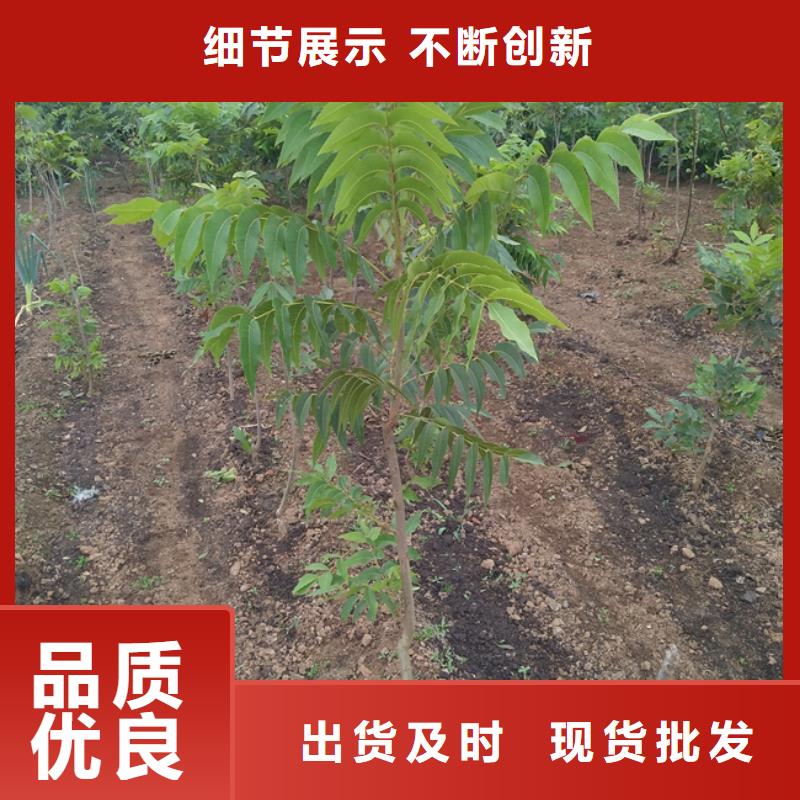 碧根果_桃树苗工厂批发准时交付