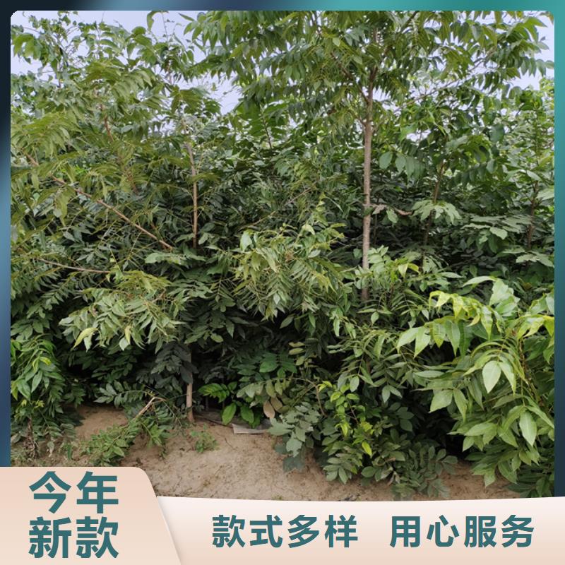 【碧根果】-石榴树厂家现货批发免费获取报价