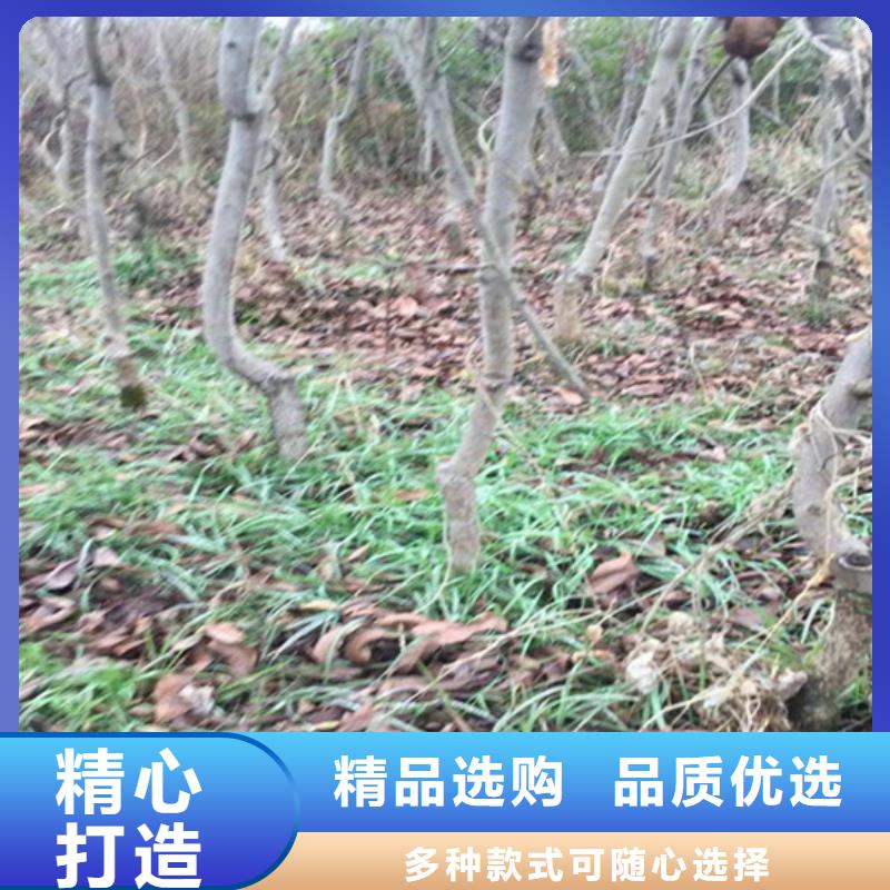 【碧根果樱桃苗来图定制量大从优】本地生产商