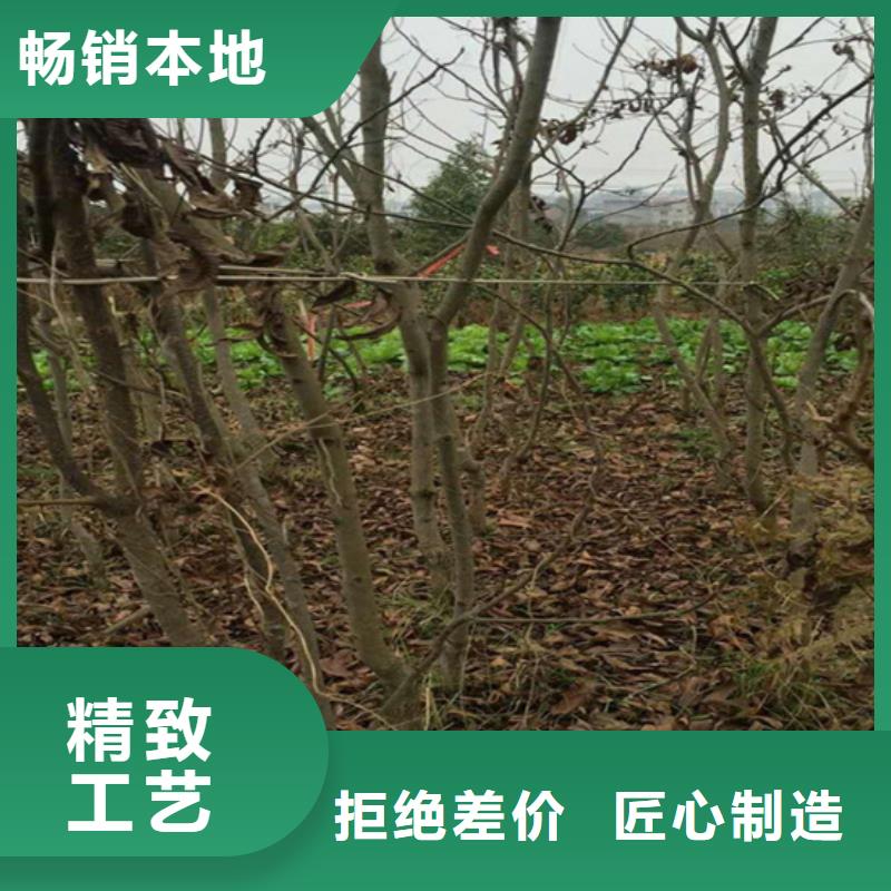 【碧根果】,苹果苗一个起售信誉有保证