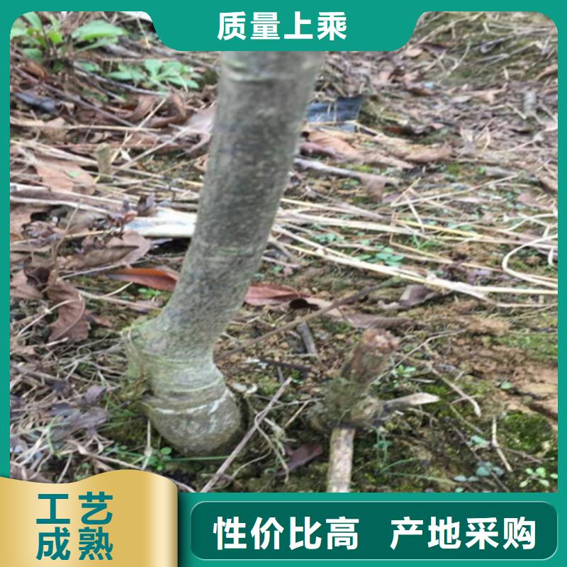 【碧根果】樱桃苗安装简单同城供应商