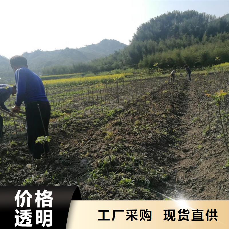 碧根果苗质优价廉当地生产厂家