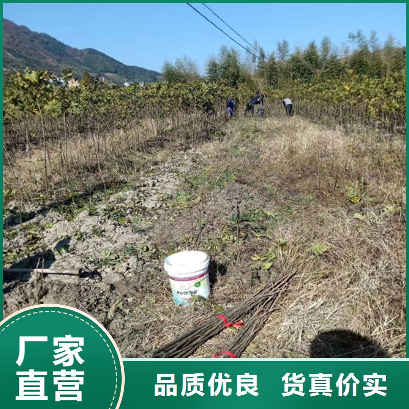 碧根果【石榴树】供应商产品细节