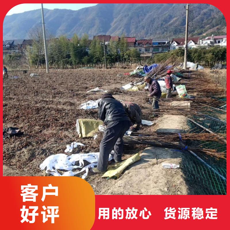 碧根果苗质优价廉源头厂家量大价优