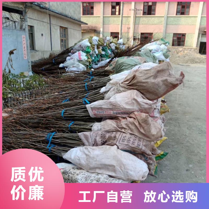 碧根果苗量多优惠当地货源