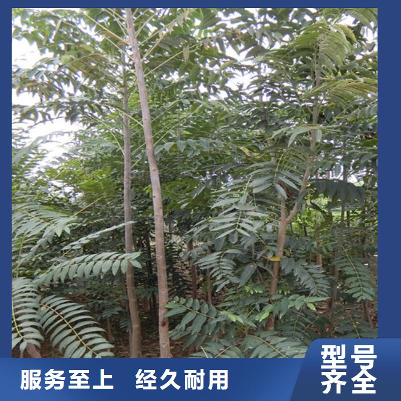 香椿北美冬青细节决定品质正规厂家