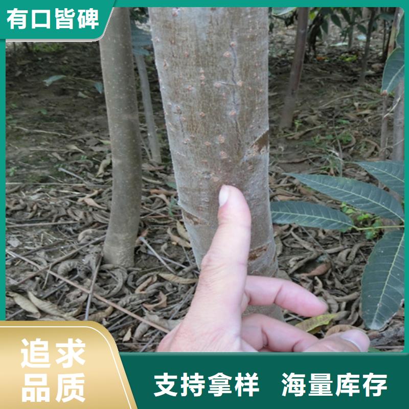 【香椿】【蓝莓苗】定制不额外收费当地供应商