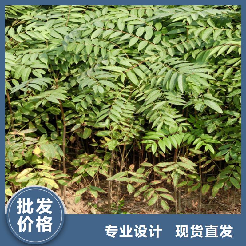 香椿樱桃苗海量现货直销当地经销商