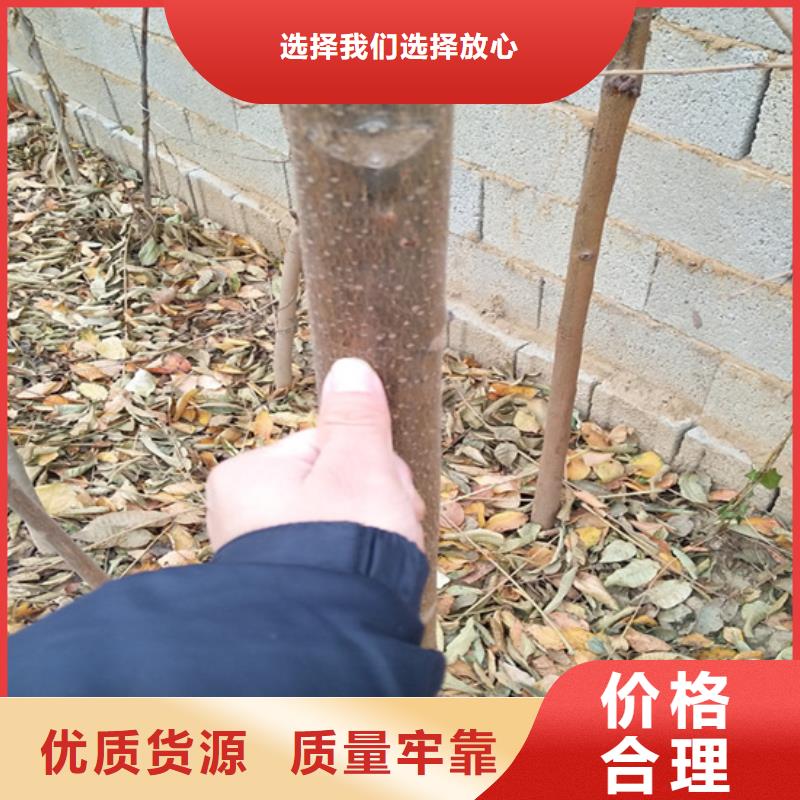 香椿【梨树苗】好品质经得住考验价格实惠工厂直供