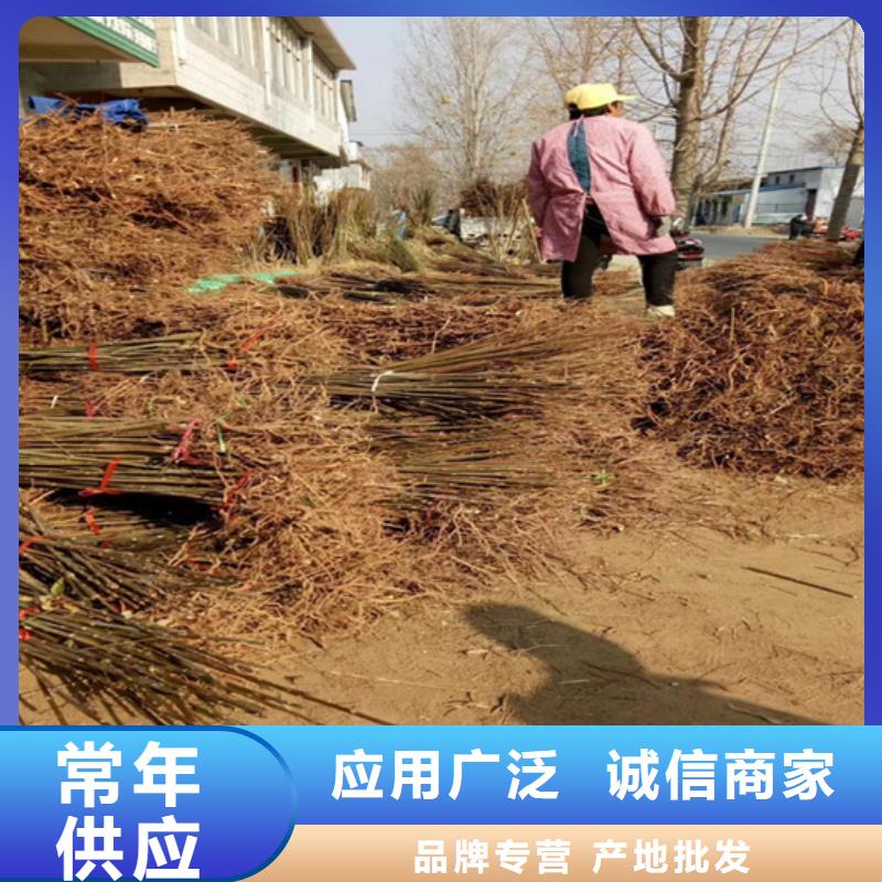 香椿李树苗使用方法源头厂家量大价优