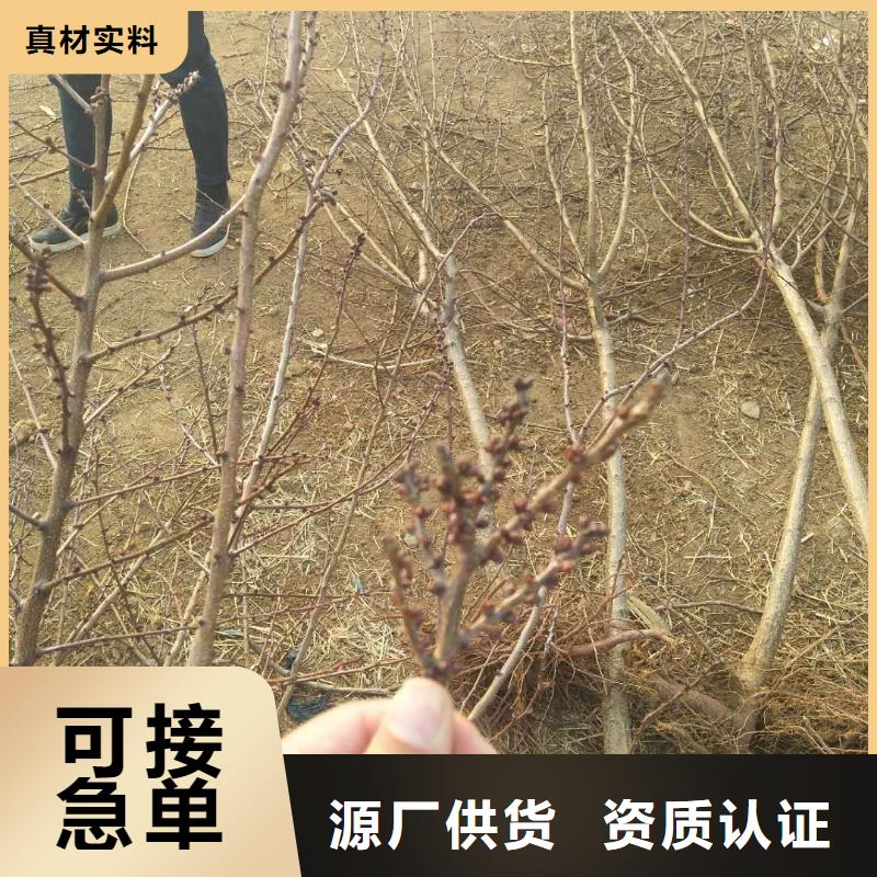 杏苹果苗定制批发精工制作