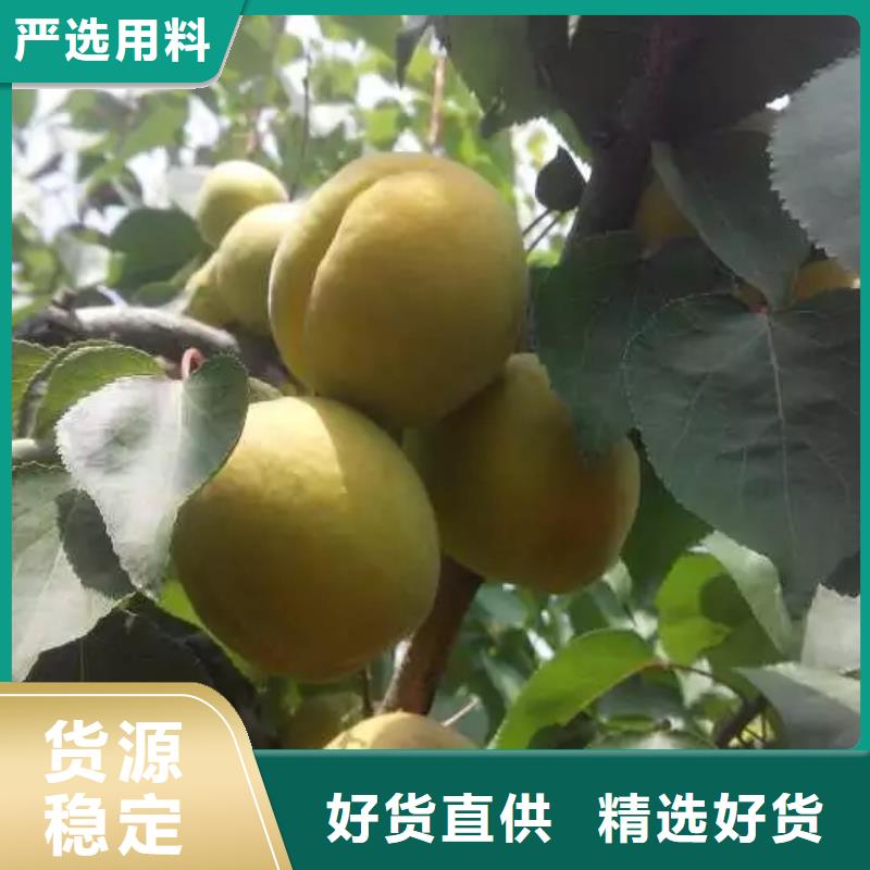 杏,奶油草莓专心专注专业同城厂家