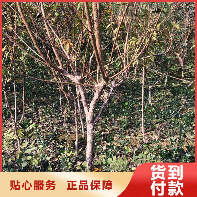 杏玛瑙红石榴苗厂家直销货源充足现货销售