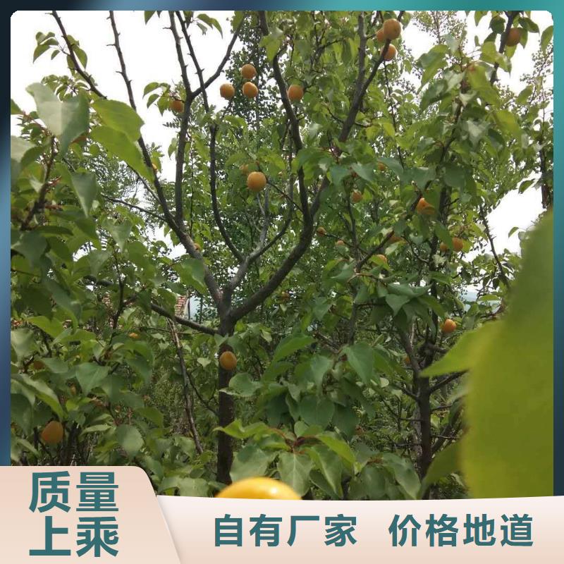 杏_梨树苗精选厂家好货本地品牌
