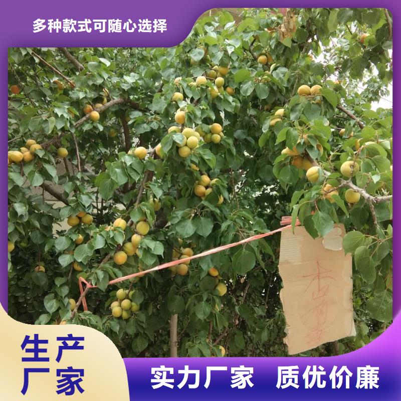 杏樱桃苗安心购同城品牌