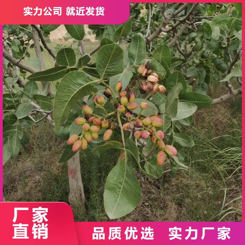 阿月浑子树苗适合种植地区源头采购