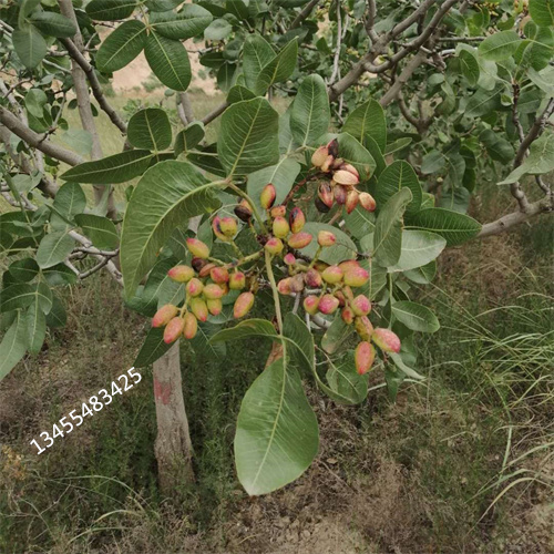 阿月浑子价格多种款式可随心选择