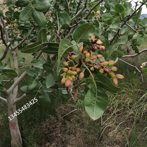 阿月浑子树苗欢迎咨询分类和特点