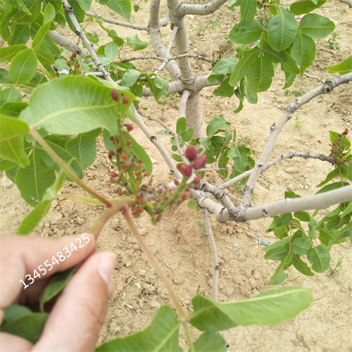 开心果苗批发零售本地厂家