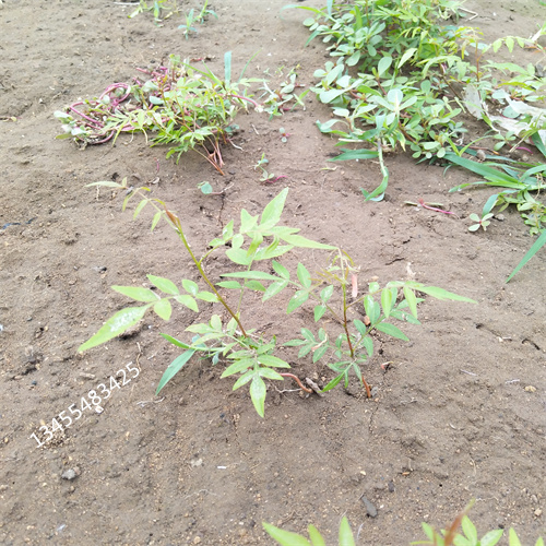 开心果树苗适合种植地区直销厂家