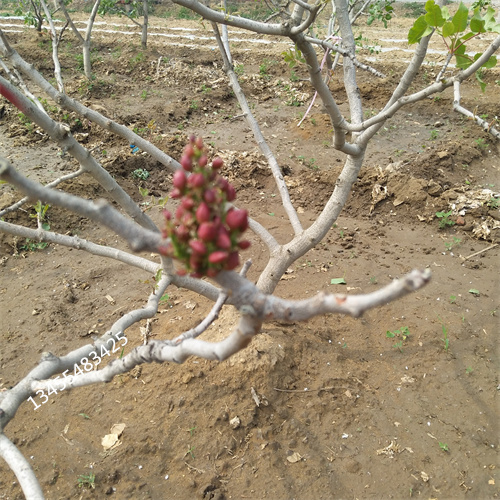 阿月浑子树苗种植管理技术多种规格库存充足