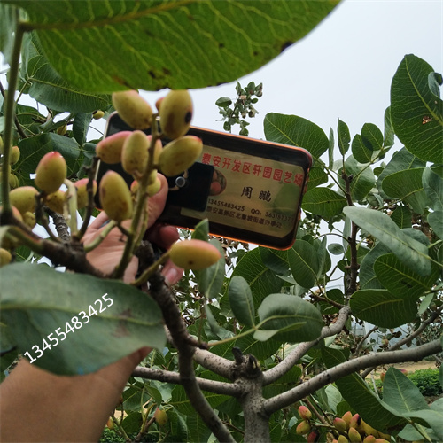 开心果树苗种植基地多年厂家可靠