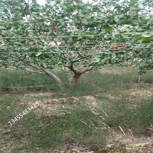 阿月浑子树苗欢迎咨询不只是质量好