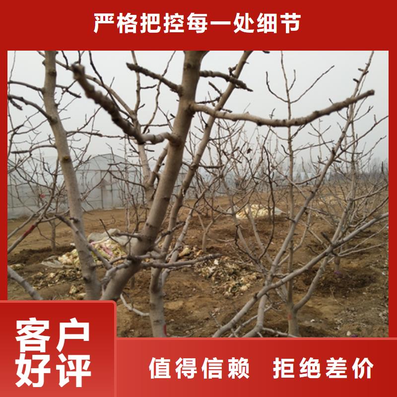 阿月浑子树苗适合种植地区当地厂家