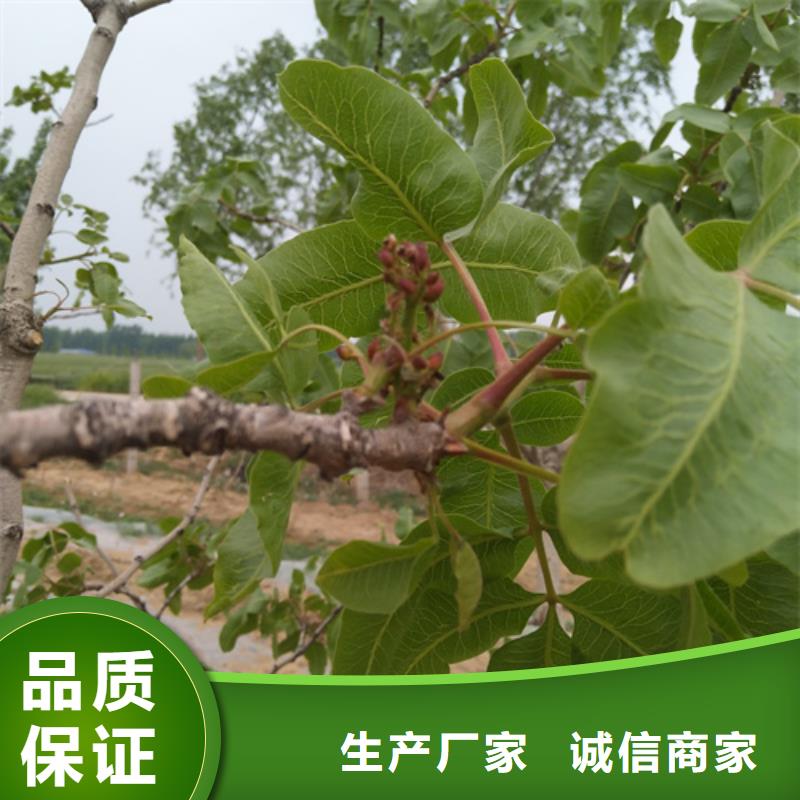 开心果苹果苗按需设计厂家经验丰富