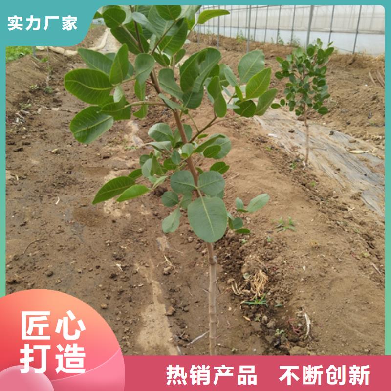 【开心果杏树苗以质量求生存】当地供应商