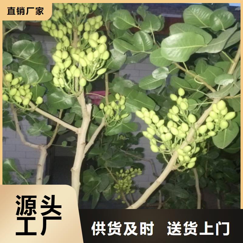 开心果樱桃苗库存充足当地公司