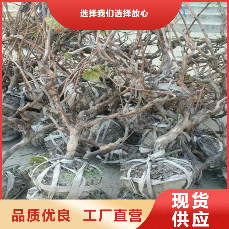 占地葡萄树价格优势大当地生产厂家