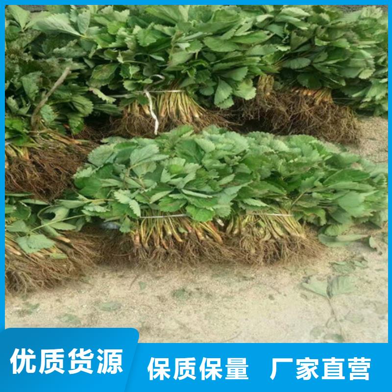 合江菠萝草莓苗品种齐全匠心工艺