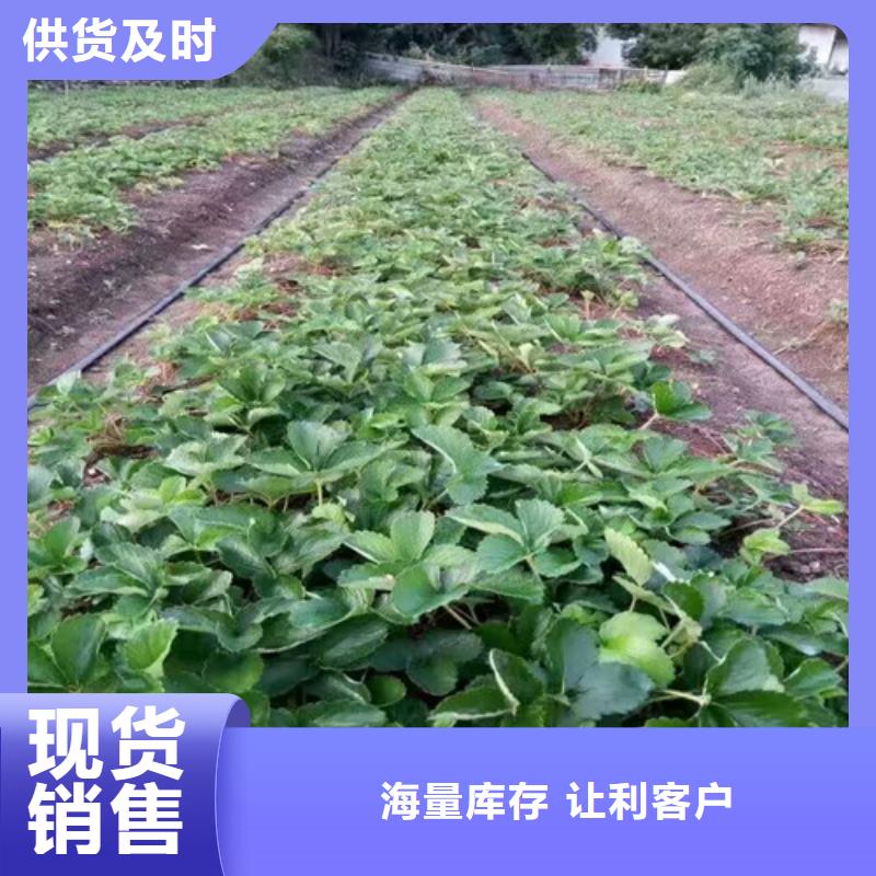 宁玉草莓苗种植地区本地制造商