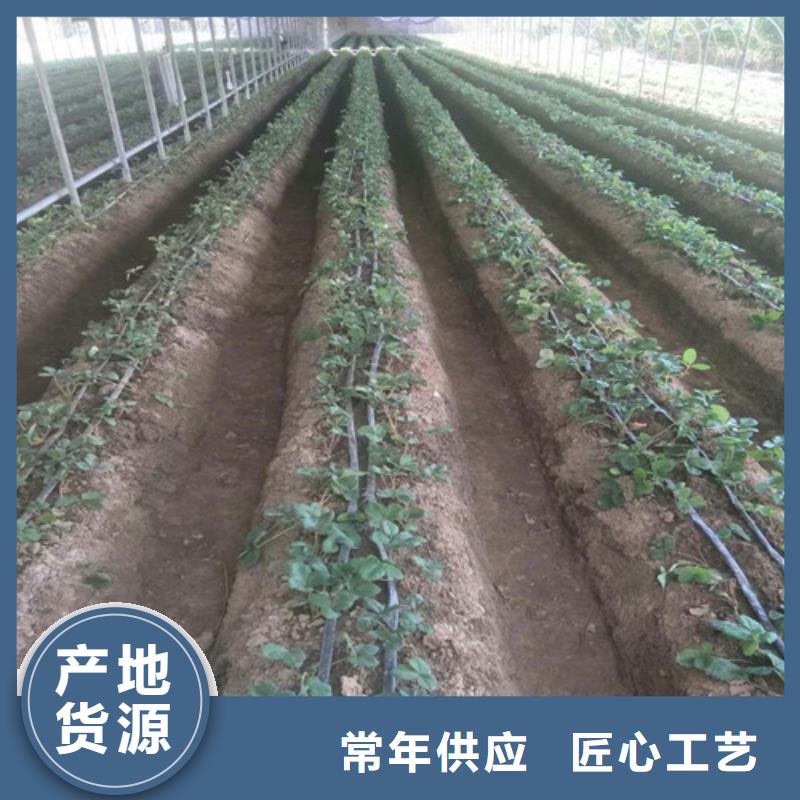 牛奶草莓苗同城公司