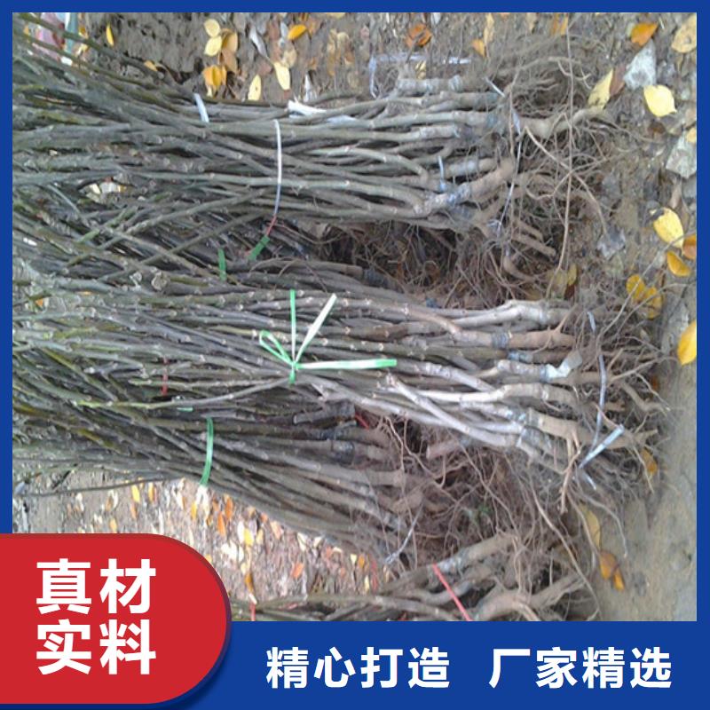 纸壳核桃树苗种苗工程施工案例