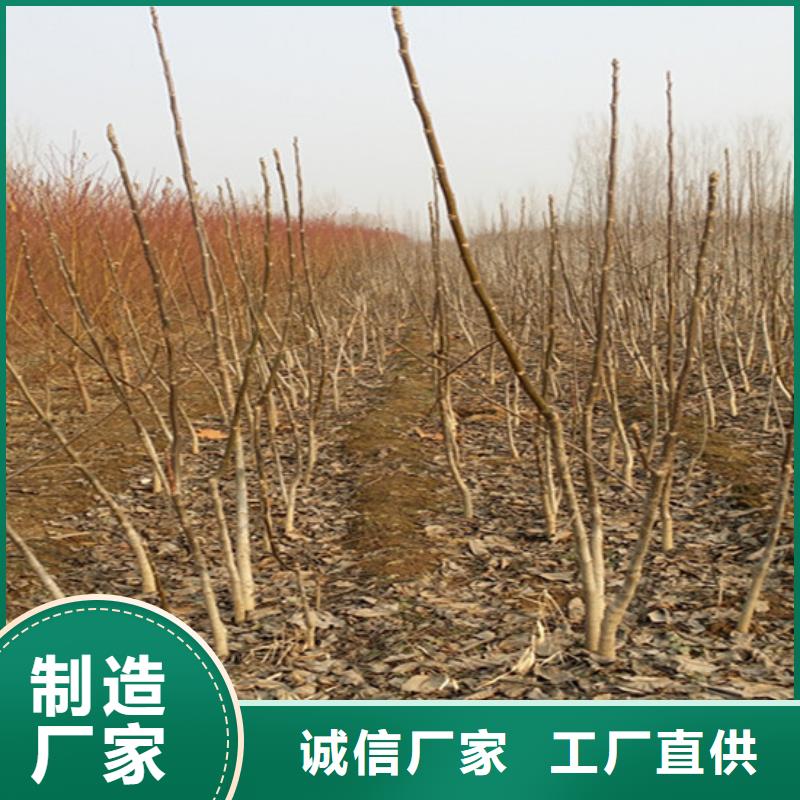 【核桃苗草莓苗价格价格实惠】推荐商家